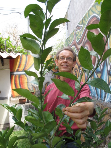 Träden har växt på uteplatsen